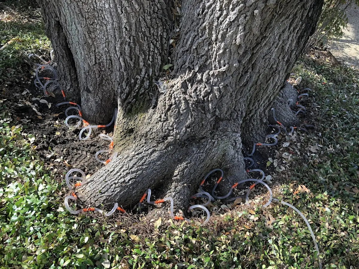 Detailed Tree Cabling and Bracing job site in Yarnell